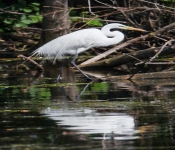 2016 06 11 WildLife MPLS 196